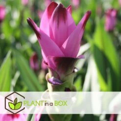 Curcuma - Pot ⌀19cm - H.80-100cm (hauteur Pot Incluse) 6 Curcuma - Pot ⌀19cm - H.80-100cm (hauteur Pot Incluse) -Emerald Soldes 628bcf3a10c717.51416827