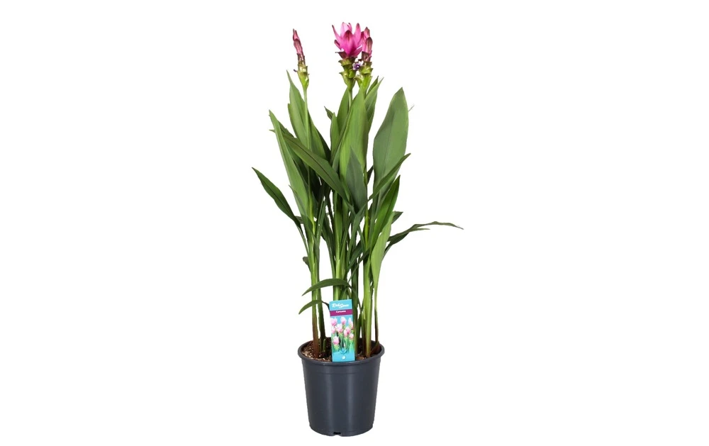Curcuma - Pot ⌀19cm - H.80-100cm (hauteur Pot Incluse) 1 Curcuma - Pot ⌀19cm - H.80-100cm (hauteur Pot Incluse)
