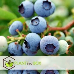 Set De 3 Myrtilliers - Pot ⌀9cm - H.25-40cm (hauteur Pot Incluse) 6 Set De 3 Myrtilliers - Pot ⌀9cm - H.25-40cm (hauteur Pot Incluse) -Emerald Soldes 628bd093053507.16533773