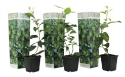 Set De 3 Citrus Lime - Pot ⌀9cm - H.25-40cm (hauteur Pot Incluse)