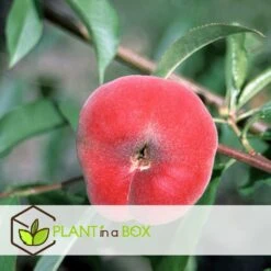 Pêcher De Vigne - Pot ⌀15cm - H.60-70cm (hauteur Pot Incluse) 7 Pêcher De Vigne - Pot ⌀15cm - H.60-70cm (hauteur Pot Incluse) -Emerald Soldes 628c216ed2ae19.01599514