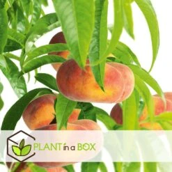 Pêcher De Vigne - Pot ⌀15cm - H.60-70cm (hauteur Pot Incluse) 6 Pêcher De Vigne - Pot ⌀15cm - H.60-70cm (hauteur Pot Incluse) -Emerald Soldes 628c216ed6d8f1.92904052