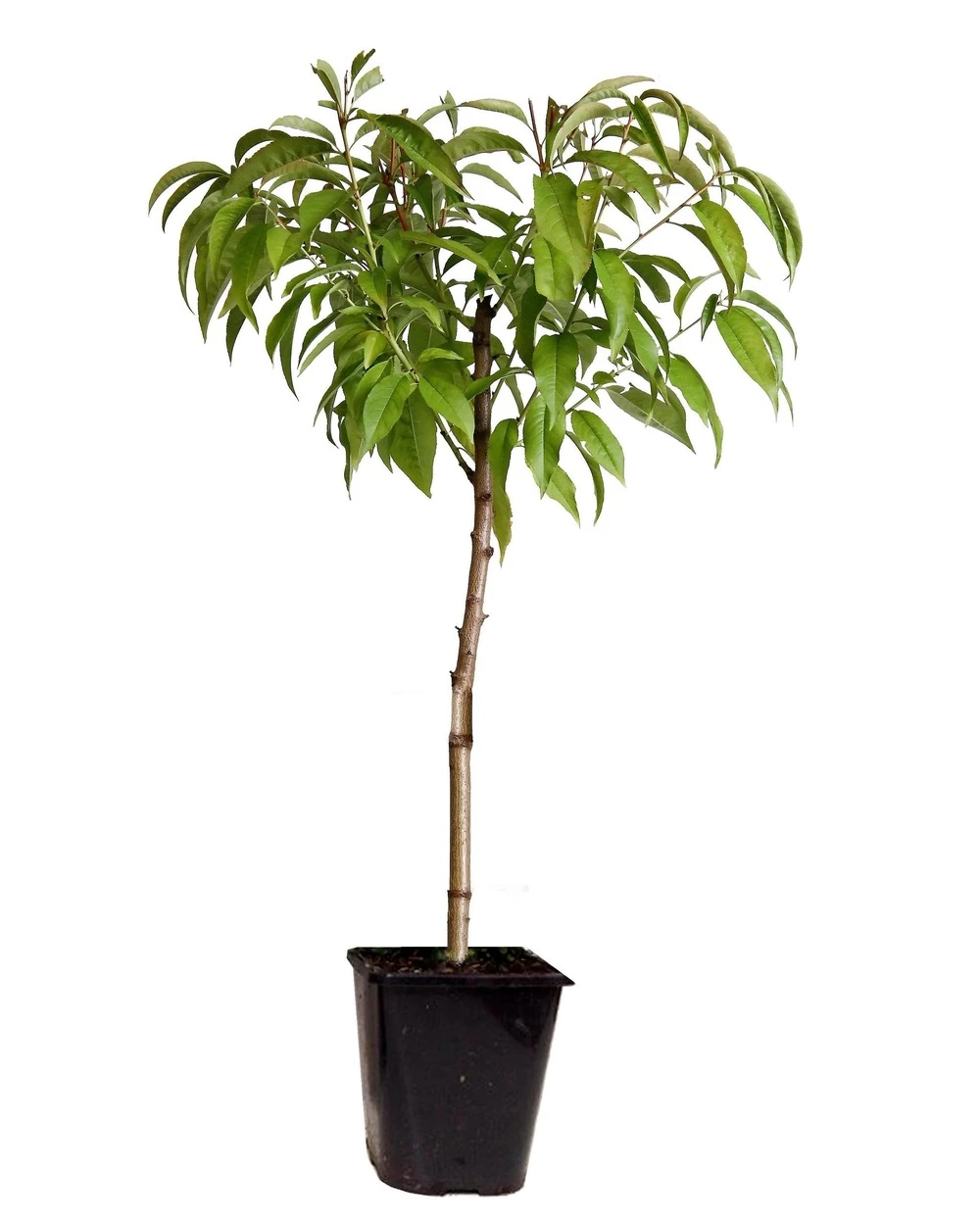 Pêcher De Vigne - Pot ⌀15cm - H.60-70cm (hauteur Pot Incluse) 1 Pêcher De Vigne - Pot ⌀15cm - H.60-70cm (hauteur Pot Incluse)