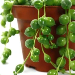 Senecio Rowleyanus, Suspension : D.14cm 7 Senecio Rowleyanus, Suspension : D.14cm -Emerald Soldes 629190 003