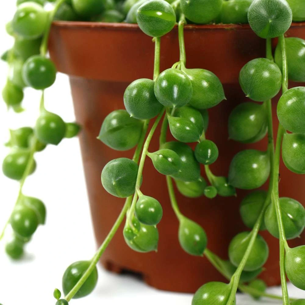 Senecio Rowleyanus, Suspension : D.14cm 4 Senecio Rowleyanus, Suspension : D.14cm – Image 4