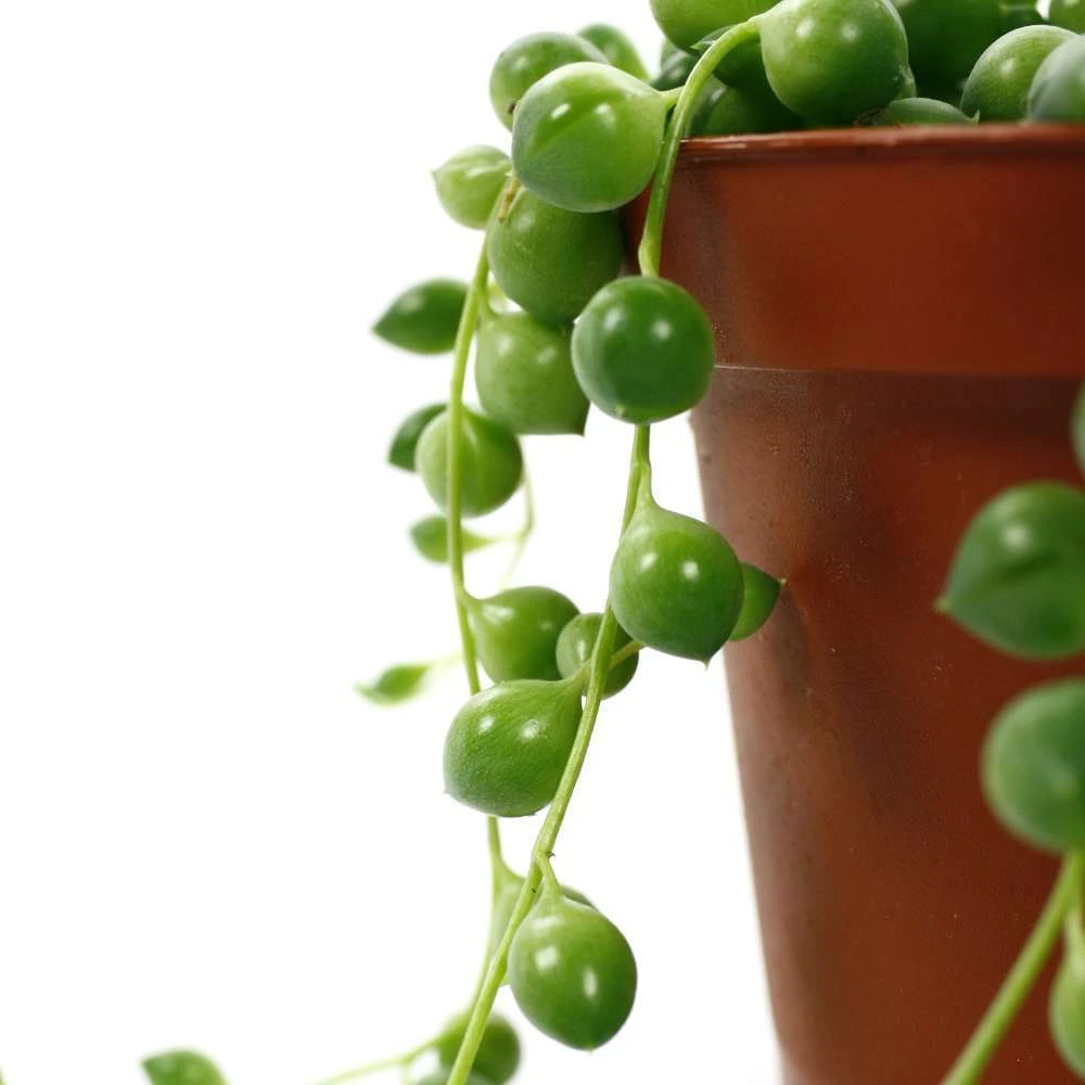 Senecio Rowleyanus, Suspension : D.14cm 3 Senecio Rowleyanus, Suspension : D.14cm – Image 3