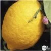 Citronnier 4 Saisons XXL : C5L