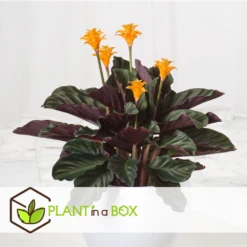 Calathea Crocata Tassmania - Pot ⌀14cm - H.40-50cm (hauteur Pot Incluse) 6 Calathea Crocata Tassmania - Pot ⌀14cm - H.40-50cm (hauteur Pot Incluse) -Emerald Soldes 6319dcdb341ff6.87274987