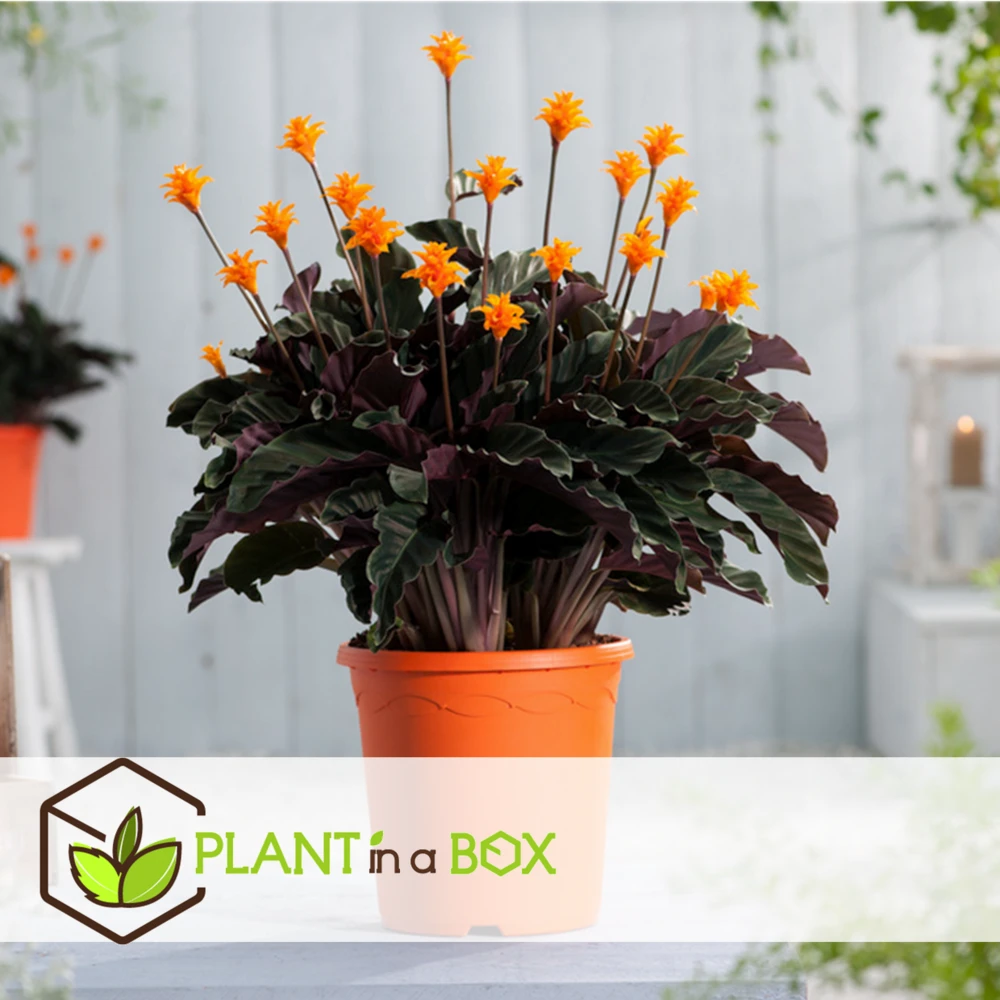 Calathea Crocata Tassmania - Pot ⌀14cm - H.40-50cm (hauteur Pot Incluse) 2 Calathea Crocata Tassmania - Pot ⌀14cm - H.40-50cm (hauteur Pot Incluse) – Image 2