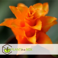 Calathea Crocata Tassmania - Pot ⌀14cm - H.40-50cm (hauteur Pot Incluse) 7 Calathea Crocata Tassmania - Pot ⌀14cm - H.40-50cm (hauteur Pot Incluse) -Emerald Soldes 6319dcdb3ed331.85501748