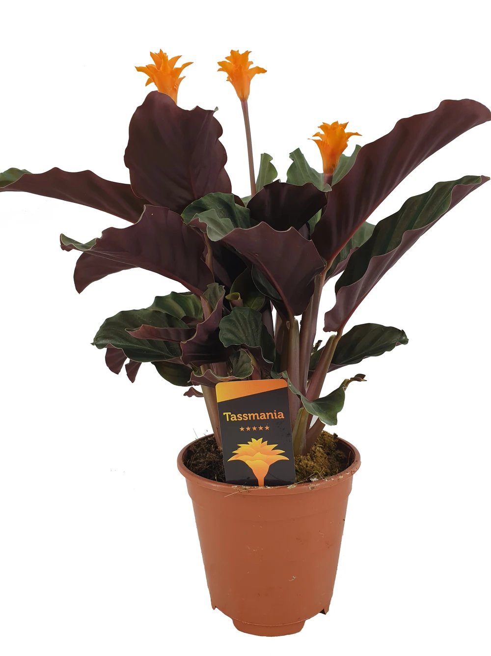 Calathea Crocata Tassmania - Pot ⌀14cm - H.40-50cm (hauteur Pot Incluse) 1 Calathea Crocata Tassmania - Pot ⌀14cm - H.40-50cm (hauteur Pot Incluse)