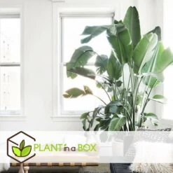 Strelitzia Nicolai Dans Panier- Pot ⌀17cm - H.55-70cm (hauteur Pot Incluse) 7 Strelitzia Nicolai Dans Panier- Pot ⌀17cm - H.55-70cm (hauteur Pot Incluse) -Emerald Soldes 631a34c70b7492.89645456