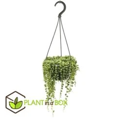 Senecio Rowleyanus - Pot ⌀12cm - H10-20cm (hauteur Pot Incluse)