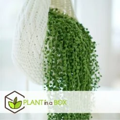 Senecio Rowleyanus - Pot ⌀12cm - H10-20cm (hauteur Pot Incluse) -Emerald Soldes 634f95fc5b6689.16972915