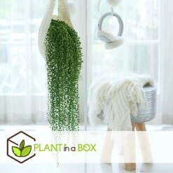 Senecio Rowleyanus - Pot ⌀12cm - H10-20cm (hauteur Pot Incluse) -Emerald Soldes 634f95fc612d81.59702573