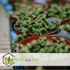 Senecio Rowleyanus - Pot ⌀12cm - H10-20cm (hauteur Pot Incluse) -Emerald Soldes 634f95fc72f312.77803963