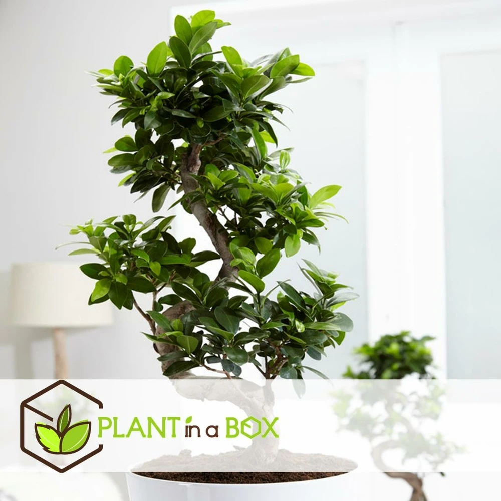Bonsaï Ficus Ginseng - Pot ⌀12 Cm - H.30-40cm (hauteur Pot Incluse) 2 Bonsaï Ficus Ginseng - Pot ⌀12 Cm - H.30-40cm (hauteur Pot Incluse) – Image 2