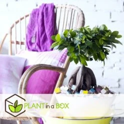 Bonsaï Ficus Ginseng - Pot ⌀12 Cm - H.30-40cm (hauteur Pot Incluse) 8 Bonsaï Ficus Ginseng - Pot ⌀12 Cm - H.30-40cm (hauteur Pot Incluse) -Emerald Soldes 635c1fb09d9b76.12520530