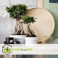 Bonsaï Ficus Ginseng - Pot ⌀12 Cm - H.30-40cm (hauteur Pot Incluse) 7 Bonsaï Ficus Ginseng - Pot ⌀12 Cm - H.30-40cm (hauteur Pot Incluse) -Emerald Soldes 635c1fb0a21539.23145404