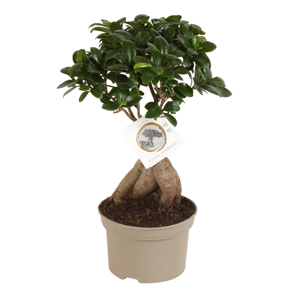 Bonsaï Ficus Ginseng - Pot ⌀12 Cm - H.30-40cm (hauteur Pot Incluse) 1 Bonsaï Ficus Ginseng - Pot ⌀12 Cm - H.30-40cm (hauteur Pot Incluse)