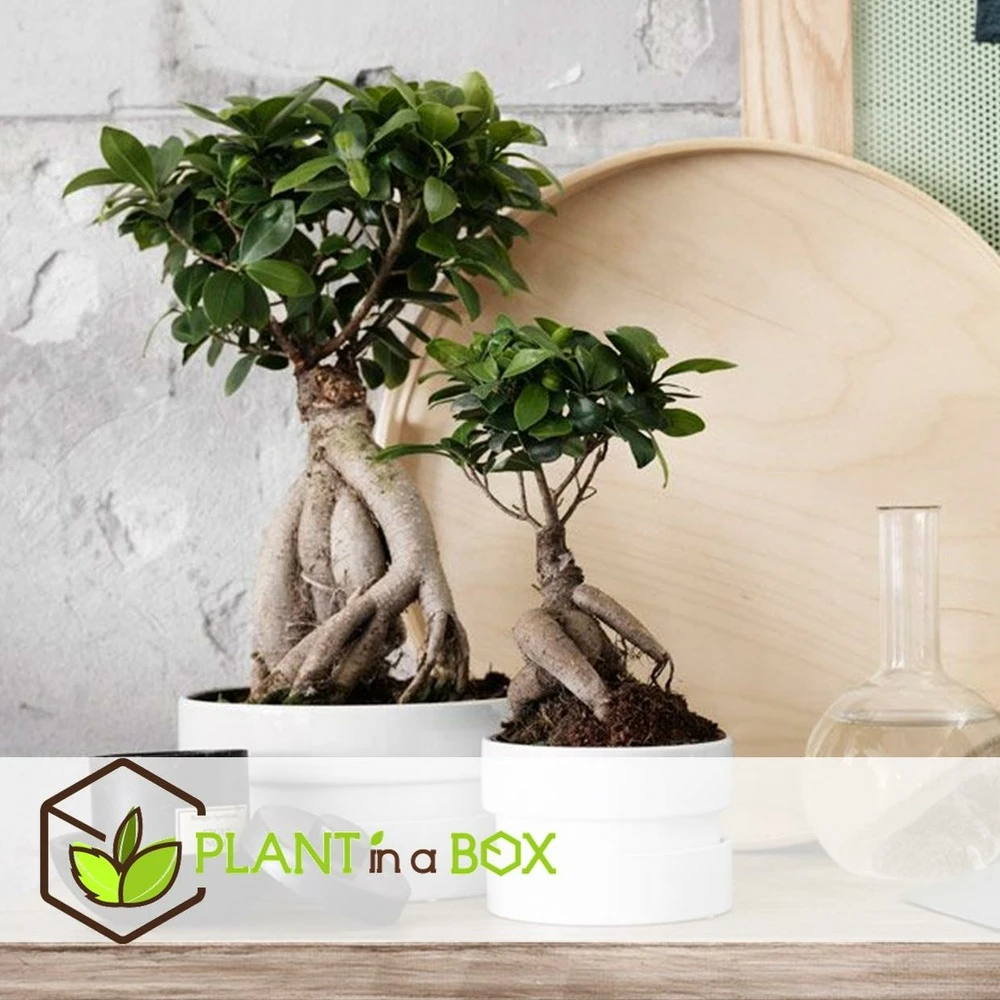 Bonsaï Ficus Ginseng - Pot ⌀12 Cm - H.30-40cm (hauteur Pot Incluse) 5 Bonsaï Ficus Ginseng - Pot ⌀12 Cm - H.30-40cm (hauteur Pot Incluse) – Image 5