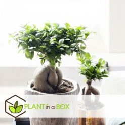 Set De 2 Bonsaï Ficus Ginseng - Pot ⌀12 Cm - H.30-40cm (hauteur Pot Incluse) -Emerald Soldes 635c1fb1c60dd6.37371382