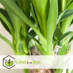 Set De 3 Mini Palmiers D'intérieur - Pot ⌀12cm - H25-40cm (hauteur Pot Incluse) -Emerald Soldes 63640c4055cf66.24697889