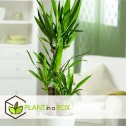 Set De 3 Mini Palmiers D'intérieur - Pot ⌀12cm - H25-40cm (hauteur Pot Incluse) -Emerald Soldes 63640c405b5bc5.95212273