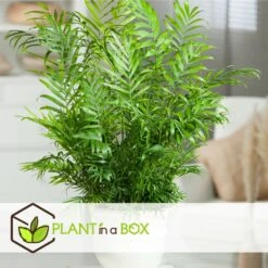 Set De 3 Mini Palmiers D'intérieur - Pot ⌀12cm - H25-40cm (hauteur Pot Incluse) -Emerald Soldes 63640c40636702.22798417