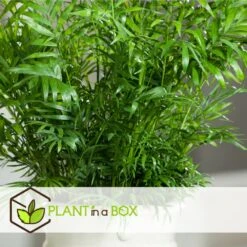 Set De 3 Mini Palmiers D'intérieur - Pot ⌀12cm - H25-40cm (hauteur Pot Incluse) -Emerald Soldes 63640c40674ce3.04998153