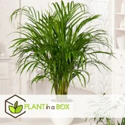 Set De 3 Mini Palmiers D'intérieur - Pot ⌀12cm - H25-40cm (hauteur Pot Incluse) -Emerald Soldes 63640c407ee146.71069969