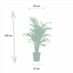 Areca, Dracaena, Yucca - Grande Et Moyennes Plantes D'intérieur -Emerald Soldes 638f47b77a9ceabe