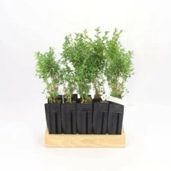 10 Buis Commun (buxus Sempervirens) - Haie De Buis Commun - 10 Jeunes Plants : Taille 10cm 7 10 Buis Commun (buxus Sempervirens) - Haie De Buis Commun - 10 Jeunes Plants : Taille 10cm -Emerald Soldes 63bca70f6481e0.85631913