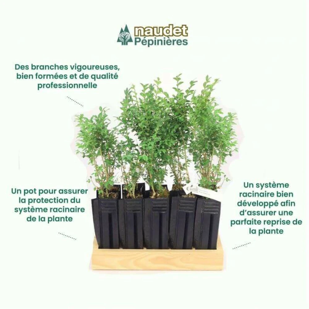 10 Buis Commun (buxus Sempervirens) - Haie De Buis Commun - 10 Jeunes Plants : Taille 10cm 4 10 Buis Commun (buxus Sempervirens) - Haie De Buis Commun - 10 Jeunes Plants : Taille 10cm – Image 4