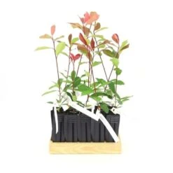 10 Photinia (photinia Fraseri 'red Robin') - Haie De Photinia Red Robin - 10 Jeunes Plants : Taille 20/40cm 8 10 Photinia (photinia Fraseri 'red Robin') - Haie De Photinia Red Robin - 10 Jeunes Plants : Taille 20/40cm -Emerald Soldes 63bca725644c67.63472126