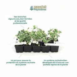 10 Fusain Emerald 'gaiety' (euonymus Fortunei 'gaeity') - Haie Fusain Gaiety - 10 Jeunes Plants : Taille 13/25cm -Emerald Soldes 63bca736196735.17415685