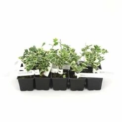 10 Fusain Emerald 'gaiety' (euonymus Fortunei 'gaeity') - Haie Fusain Gaiety - 10 Jeunes Plants : Taille 13/25cm -Emerald Soldes 63bca7361fc7b5.60773843