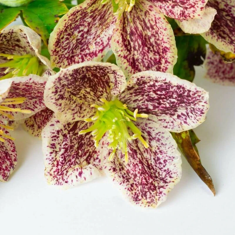 Clématite Cirrhosa 'freckles' - Conteneur 3l 1 Clématite Cirrhosa 'freckles' - Conteneur 3l