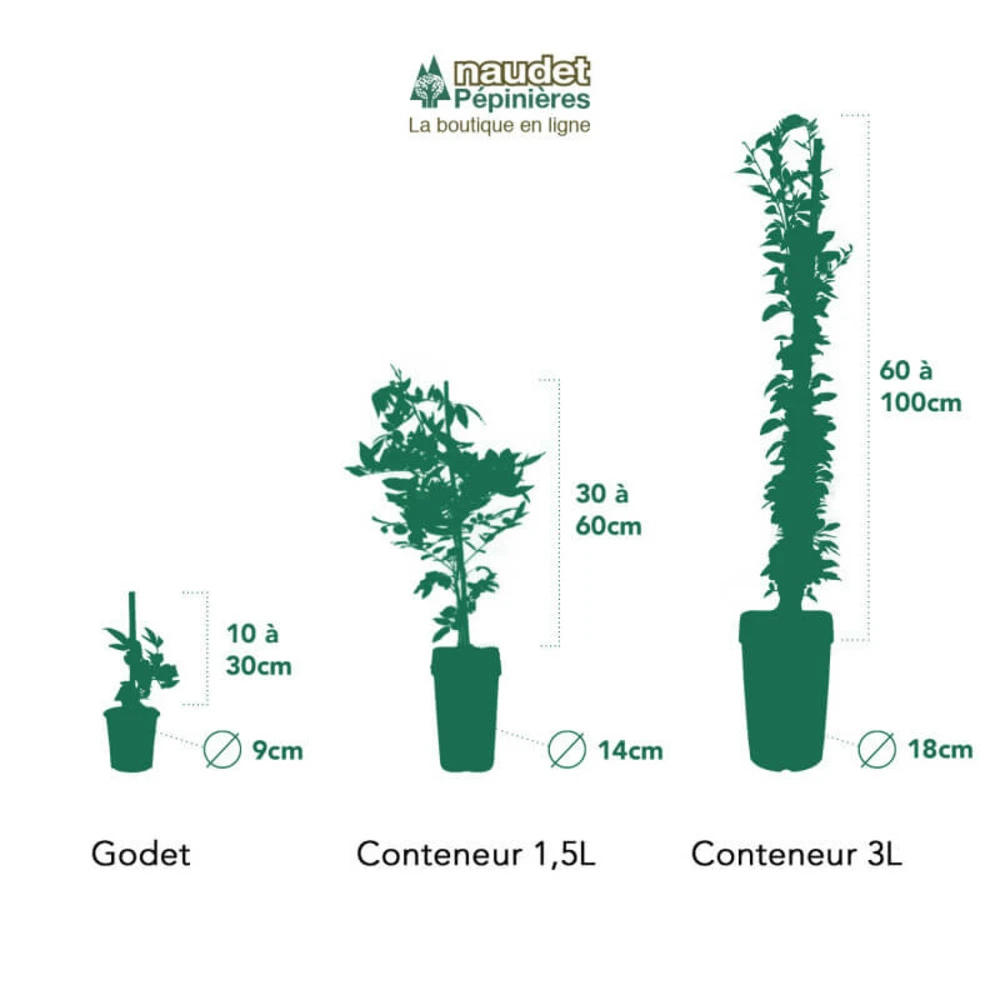 Clématite 'wada's Primrose' - Conteneur 3l 2 Clématite 'wada's Primrose' - Conteneur 3l – Image 2