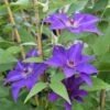 Clématite 'the President' (clematis 'the President') - Conteneur 3l