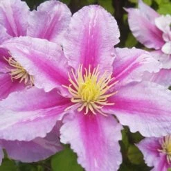 Clématite 'carnaby' - Conteneur 3l