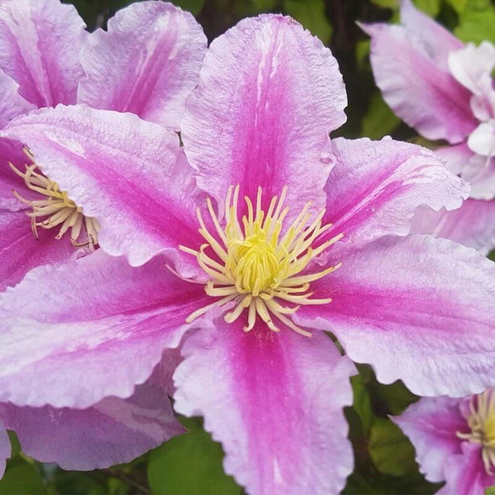 Clématite 'carnaby' - Conteneur 3l 1 Clématite 'carnaby' - Conteneur 3l