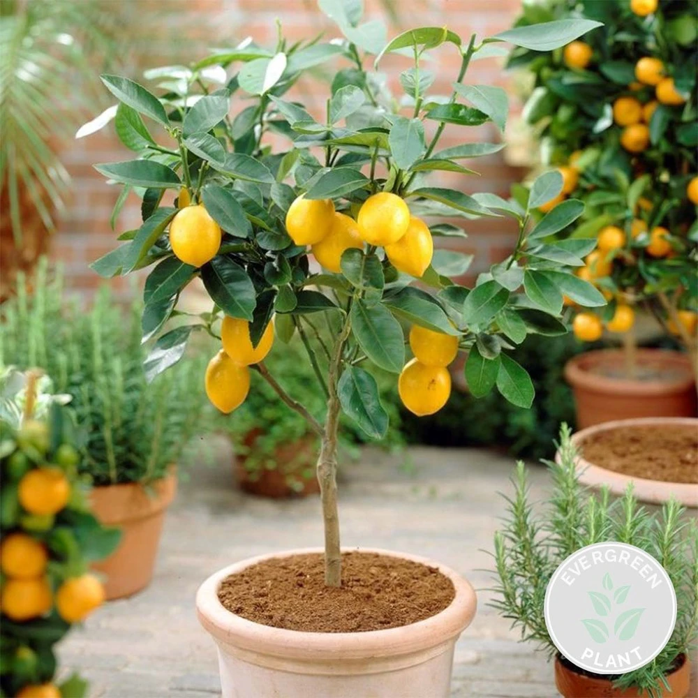 Citrus Limon - Citronnier - Arbre Fruitier - Persistant - ⌀19 Cm - ↕60-70 Cm 2 Citrus Limon - Citronnier - Arbre Fruitier - Persistant - ⌀19 Cm - ↕60-70 Cm – Image 2