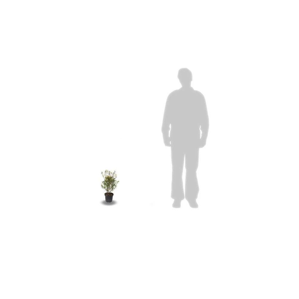 Azalée Japonaise Japonica Johanna/pot De 3l - 20/40 Cm 2 Azalée Japonaise Japonica Johanna/pot De 3l - 20/40 Cm – Image 2