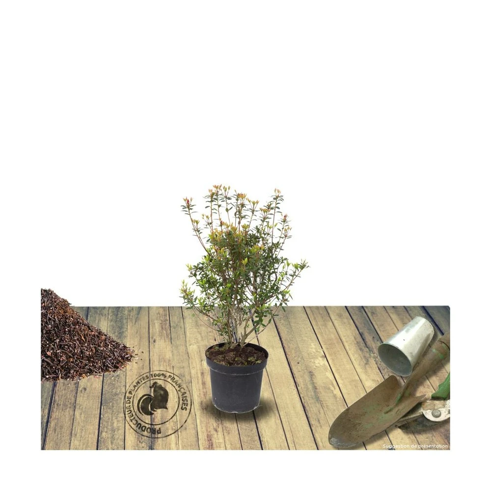 Azalée Japonaise Japonica Johanna/pot De 3l - 20/40 Cm 1 Azalée Japonaise Japonica Johanna/pot De 3l - 20/40 Cm