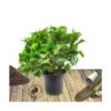 Hortensia Macrophylla Tricolor/pot De 4l - 40/60 Cm