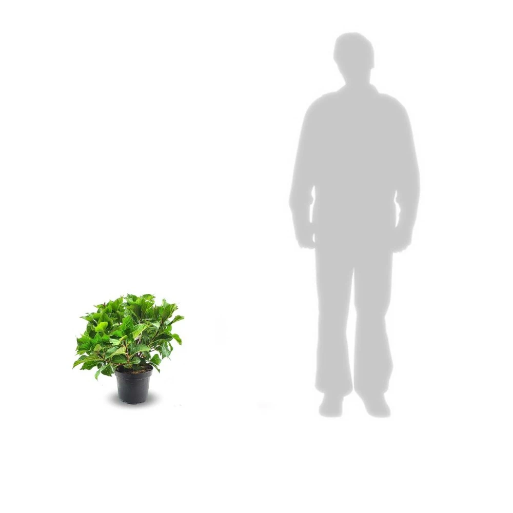 Hortensia Macrophylla Blanc/pot De 4l - 40/60 Cm 2 Hortensia Macrophylla Blanc/pot De 4l - 40/60 Cm – Image 2