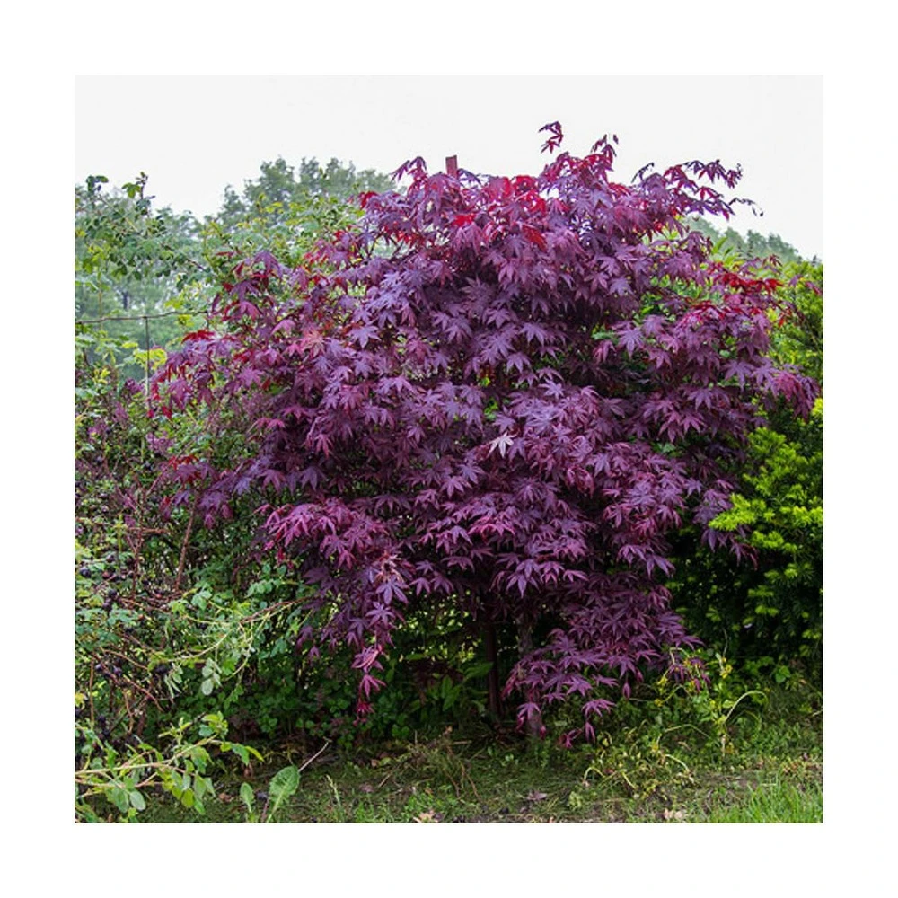 Érable Palmé Palmatum Bloodgood/pot De 4l - 60/120 Cm 1 Érable Palmé Palmatum Bloodgood/pot De 4l - 60/120 Cm