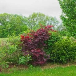 Érable Palmé Palmatum Bloodgood/pot De 4l - 60/120 Cm 9 Érable Palmé Palmatum Bloodgood/pot De 4l - 60/120 Cm -Emerald Soldes 63ed2de23db926.78106576