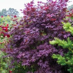 Érable Palmé Palmatum Bloodgood/pot De 4l - 60/120 Cm 8 Érable Palmé Palmatum Bloodgood/pot De 4l - 60/120 Cm -Emerald Soldes 63ed2de241e345.10780115